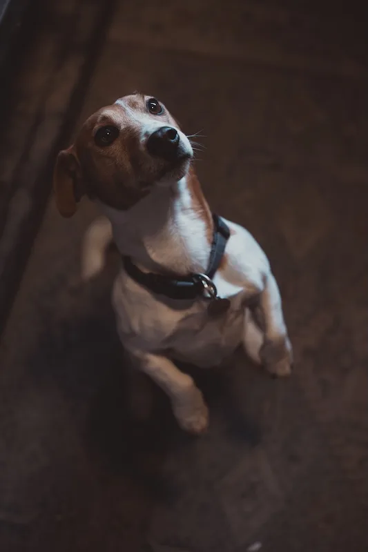 carambar la mascotte de l'atelier TALAIA